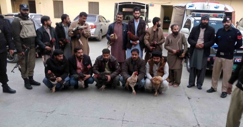 Thirteen gambling cocks arrested along with gambling on cock fight in Kaghan Colony.